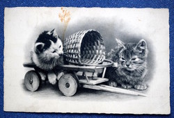 Régi üdvözlő fotó képeslap cicák   1945-ben postázva