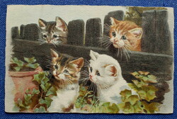 Antik grafikus üdvözlő  képeslap cicák a kerítésnél