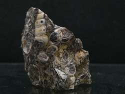 Turritella agate: remains of natural, raw freshwater snails transformed into agate in the parent rock 25g