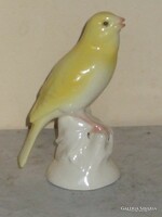 Old canary bird
