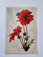 Old floral postcard dahlia postcard