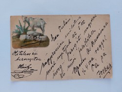 Régi képeslap 1903 levelezőlap kecske