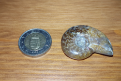 Irizáló, szivárványosan csillogó ammonitesz