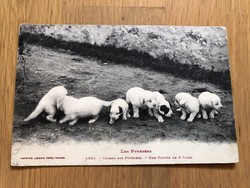 Antique puppy postcard