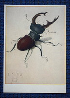 Régi német képeslap A. Dürer szarvasbogár   metszet után