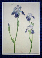 Régi német képeslap A. Dürer  Réti növények  irisz  metszet után