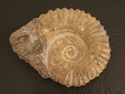 Gyönyörű, nagy, 1kg-os ammonitesz ősmaradvány  ( kövület, fosszília )