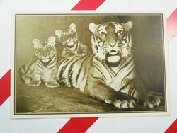 Régi képeslap levelezőlap - Caesarina királytigris - A székesfővárosi állatkert kiadása 1910-es évek