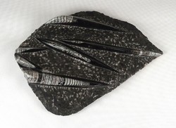 1E111 huge polished orthoceras fossil rock 2.5 Kg