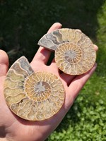 Ammonitesz fosszília 2.