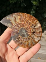 Nagy ammonitesz fosszília