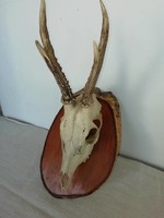 Deer trophy antlers