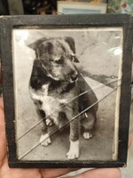 XX. század eleji régi kutya fénykép, 15 x 12 cm-es nagyságú, gyűjtőknek.
