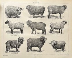 Antique sheep print - paper rack, merino, negretti, southdown