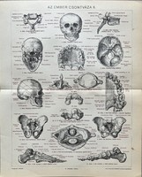 Antik 19.sz Az ember csontváza II. Orvosi nyomat-papír- koponya,lábfej,medence,fogsor,test,csigolya