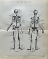 Antik 19.sz Az ember csontváza I. Orvosi nyomat-papír- koponya,lábfej,medence,fogsor,test,csigolya