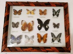 Lepkegyűjtemény, pillangók 12 db keretezve
