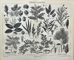 Antique 19th century tannery plants print-paper-bunch, flower, leaf, pine