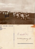 Gray cattle six-acre plowing about 1940. There is a post office!