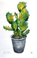 Fig cactus - watercolor