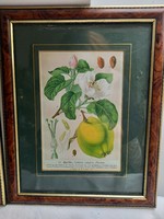 Picture in frame, lithograph