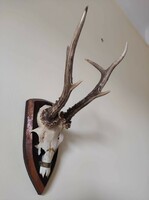 1pc deer antler trophy on wooden base 1972, 1977, 1981 Szeged, Gemenc and Tamás hunting societies