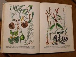 Sándor Jávorka – csapody vera: flowers of the forest field - a colorful small atlas of the Hungarian flora
