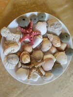 Csigák, kagylók, korallok, dísz dekoráció
