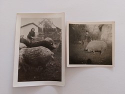 Régi fotó 1964 állattenyésztés gazdálkodás sertéstartás 2 db