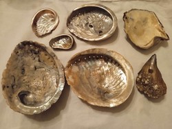 7 Abolone shells from all over the world