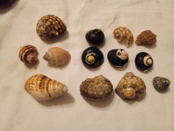 13 snail shells from all over the world collected by myself