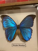 Dél-amerikai pillangó