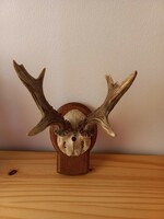 Antlers, wall decoration, deer antler trophy