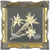 0E315 pair of real snowdrops in a gold frame