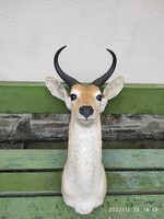 Reed antelope trophy, preparation