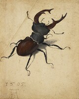 Dürer - stag beetle - canvas reprint