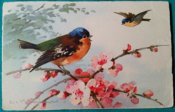 Antik  grafikus üdvözlő képeslap kismadarak cseresznyefa ágon