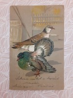 Régi képeslap 1905 dombornyomott levelezőlap galamb