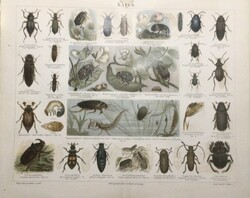 Bugs. Käfer.Cromolithographie