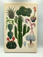 Vintage vászonkép nyomat botanikai, kaktusz