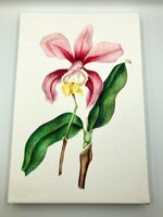 Vintage vászonkép nyomat botanikai, orchidea