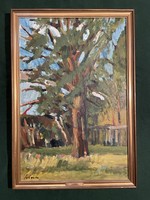 Mihály Schéner's acacia tree (the tree in the artist's own garden)