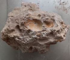 Fossilized snails embedded in limestone (4)