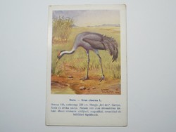 Régi képeslap levelezőlap - Daru madár - Magyar Földrajzi Intézet kiadása 1910-es évek