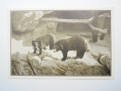 Régi képeslap levelezőlap - A játékos örvösmedvék - Székesfővárosi Állatkert kiadása