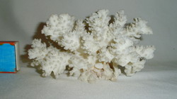Fehér tengeri korall - fosszília