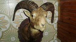 Mouflon trophy, preparation on a wooden base