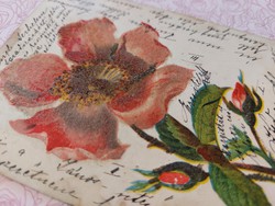 Régi képeslap 1905 virágos levelezőlap vadrózsa