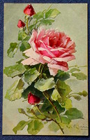 Antik Katharina Klein üdvözlő litho művész képeslap rózsaszín rózsa