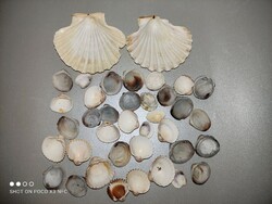 Sea shell package